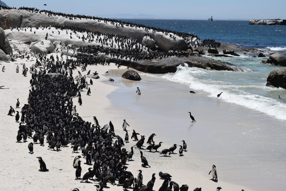 Penguin's,Colony,In,Boulders,Beach,,Cape,Town » Tembo Safari