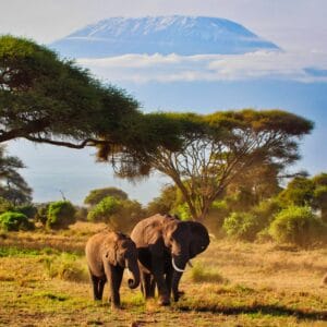 Elefanter i Amboseli