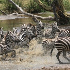 forskrækkede zebraer Manyara dag 2