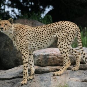 gepard på kopje dag 4-5-6