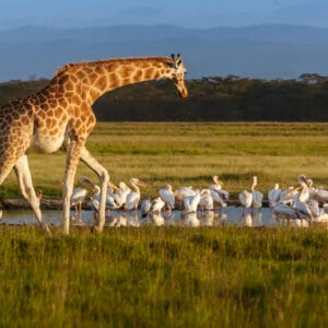 Rothschilds Giraf Lake Nakuru nationalparken
