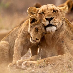 Hun løve med baby i Balule Private Game Reserve