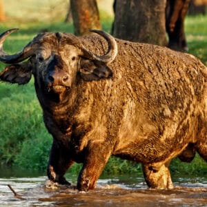 Bøffel i vandet i Lake Nakuru Nationalparken
