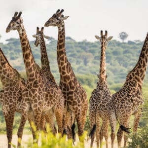 GroupOfSixGiraffesInTarangireNationalParkTanzania