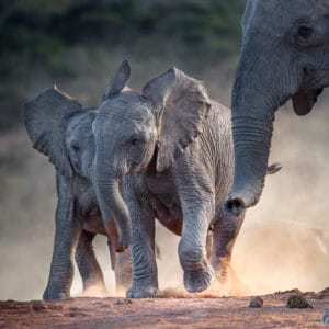 To ung elefant babyer leger sammen i Kruger Nationalparken