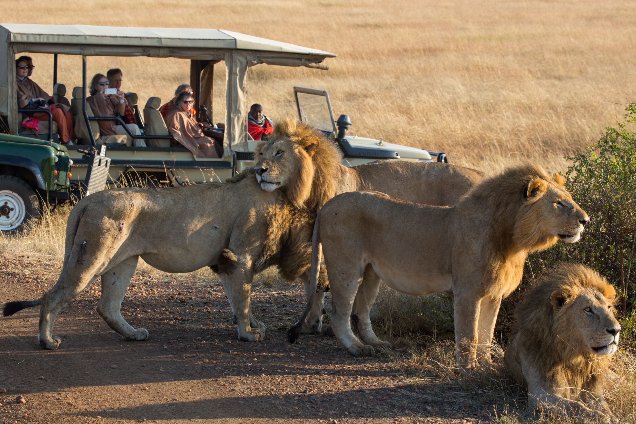 Løver spottet under safarikørsel i Masai Mara, Kenya