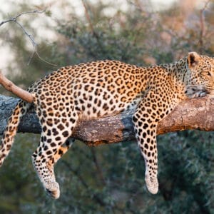 Leopard i træet i Moremi Game Reserve