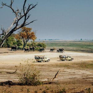 Safaribiler langs Chobe floden