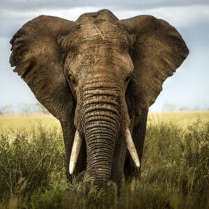 Elefant portræt i høj græs