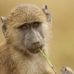 Portræt af en Olive Bavian i Amboseli Nationalparken
