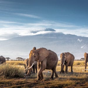 En flok Elefanter foran Kilimanjaro