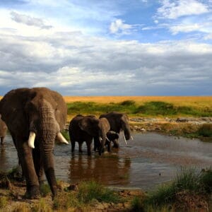 Elefanter i Masai Mara Nationalparken ved et vandhul