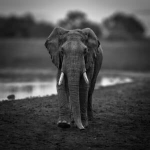 Stor elefant ved The Ark i Aberdare Nationalparken