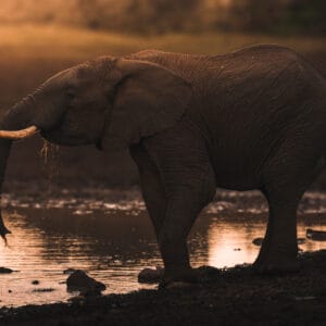 Elefant ved vandhullet i The Ark Aberdare Nationalparken