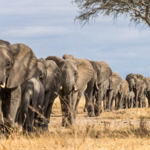HerdOfElephantsInAfricaWalkingThroughTheGrassIn