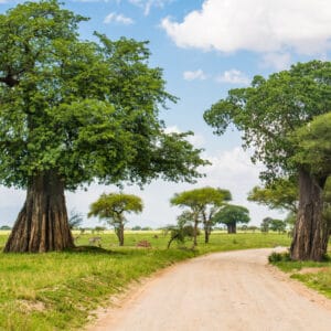 BaobabTreesLandscapeInTarangireNationalParkTanzania