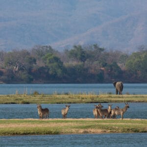 Vandbuck og elefanten ved Zambezi flodkanten