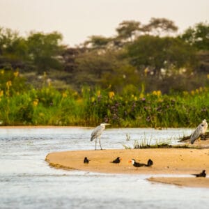 Zambezi flodkanten med Hejrer på sandet
