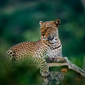 Leopard ligger på et sten i Kenya