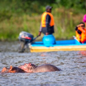 Flodheste i Lake Naivasha med gæster på sejltur i baggrund