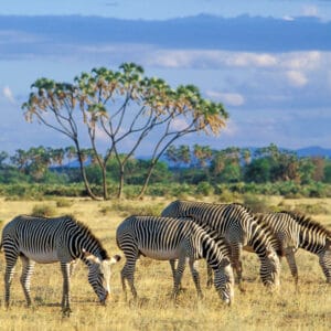 Grevys Zebra i Samburu Nationalparken