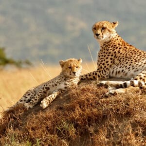 Mor og ung gepard på et Myretue i Masai Mara