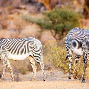 Grevys Zebra i Samburu Nationalparken Kenya