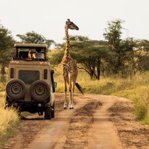 GiraffeWithTreesInBackgroundDuringSunsetSafariInSerengeti