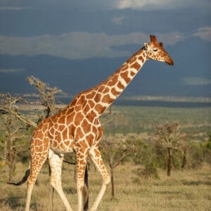Netgiraf han i Samburu Nationalparken i Kenya