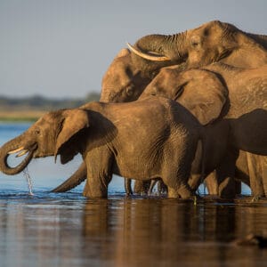 Elefant familie i Chobe floden