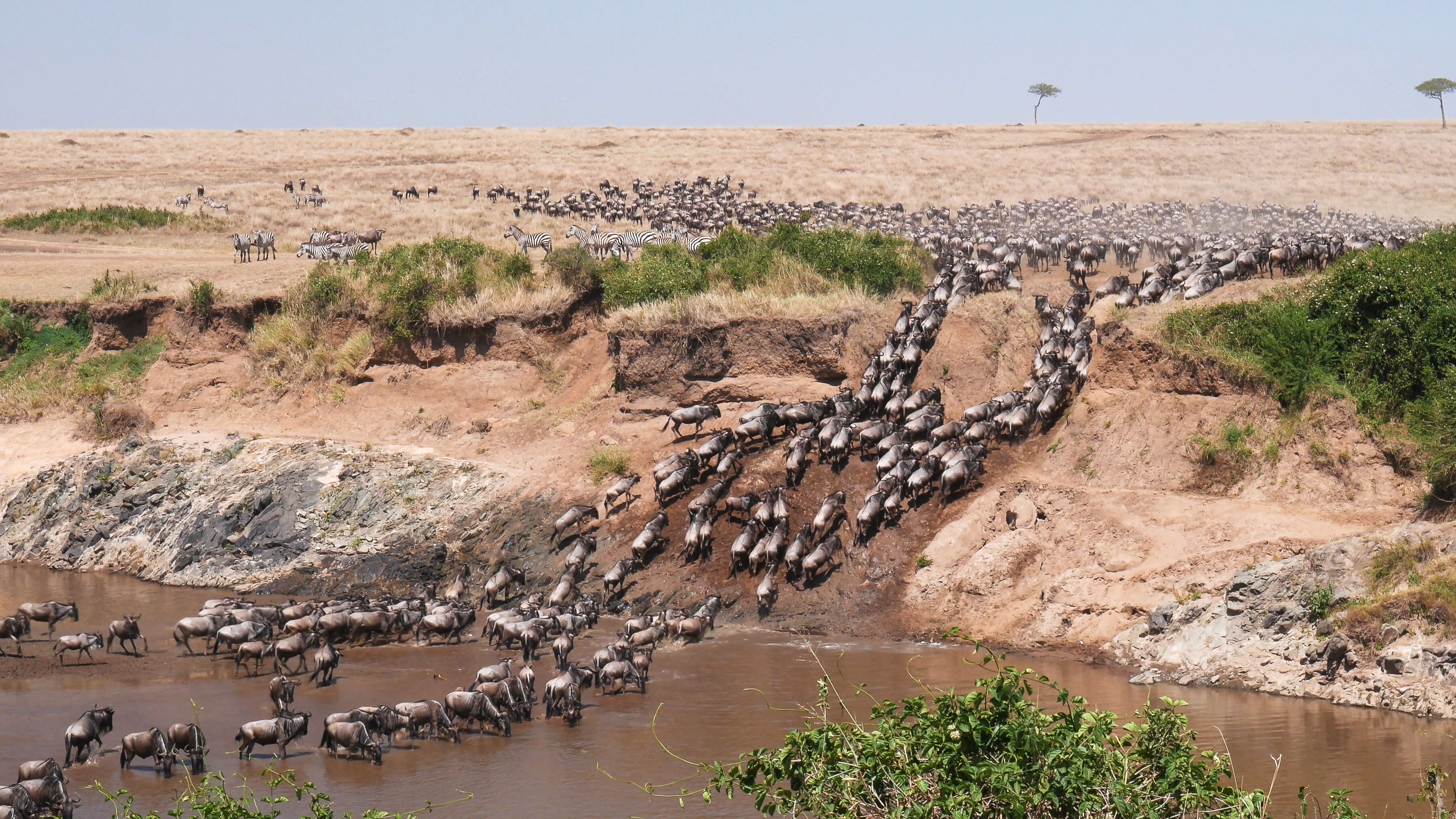 Den store migration krydser en flod i Masai Mara