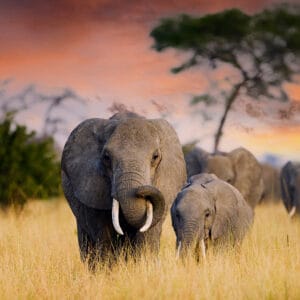 AHerdOfWildElephantsWalkThroughTheSavannaOf