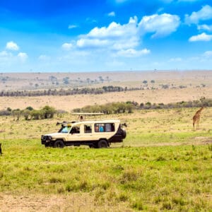 Giraf og Gnu tætte på safari bilen i Masai Mara
