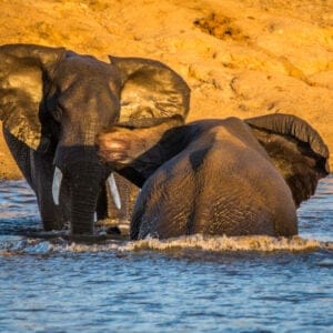 Kruger nationalpark