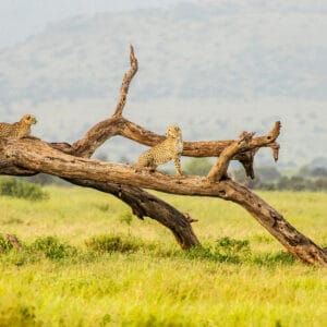 To geparder på et død træ i Amboseli