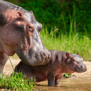 Flodhest mor og baby Murchinson Falls Nationalpark Uganda