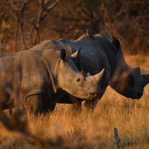 To næsehorn i morgenlys på safari i Balule Private Game Reserve