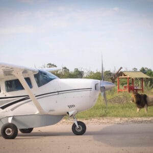 Savannefly i Okavango Deltaet