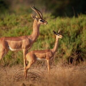 Gerenuk Antilope i Samburu Nationalparken