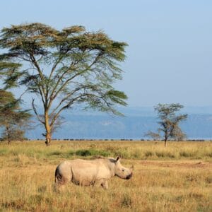 Hvide Næsehorn i Lake Nakuru Nationalparken