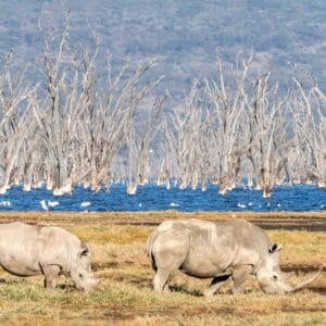 Mor og baby Hvide Næsehorn i Lake Nakuru Nationalparken