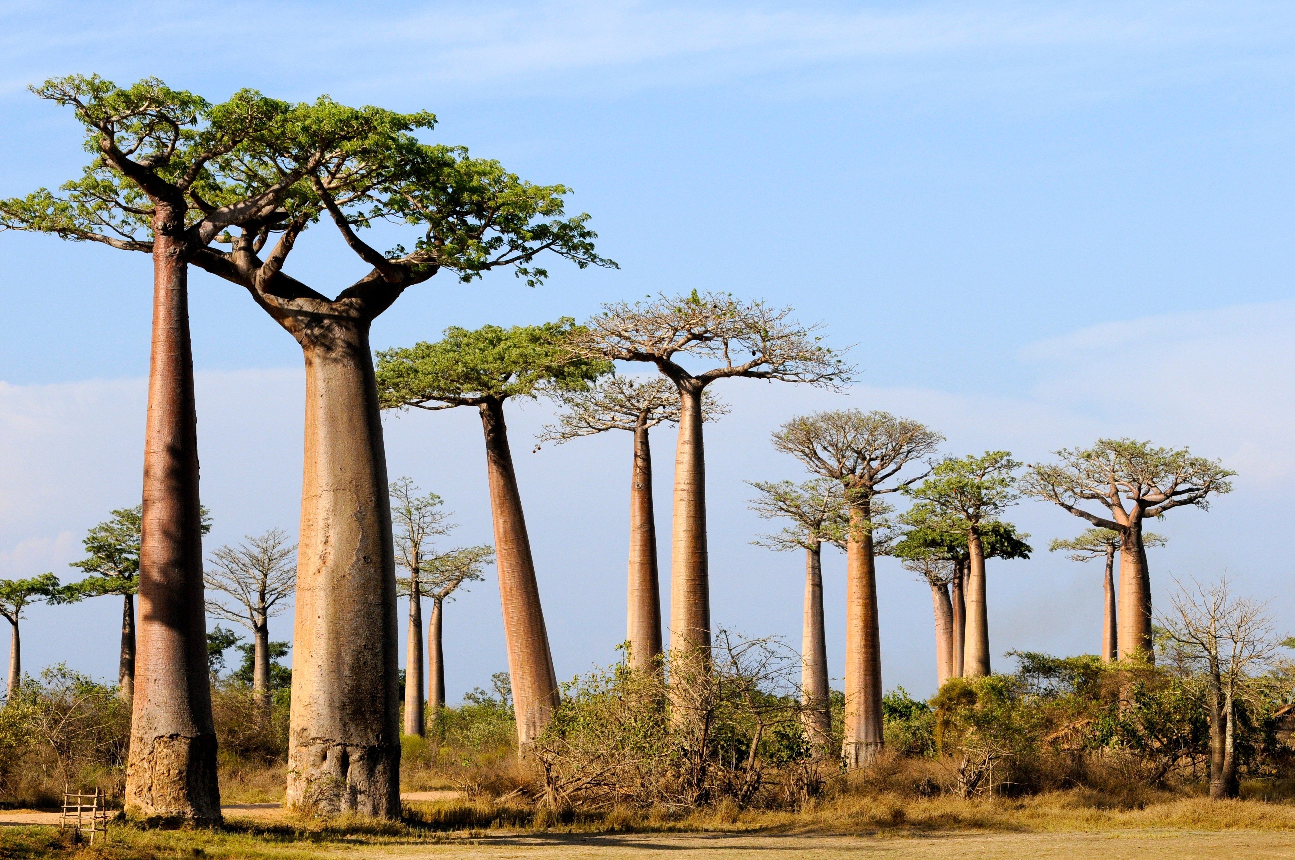 Baobab Alley på Madagaskar
