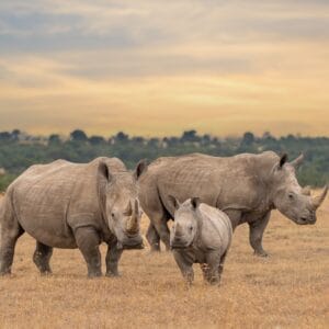 Hvide Næsehorn i Kenya