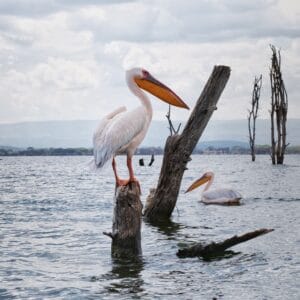 Pelikaner ved Lake Naivasha i Kenya