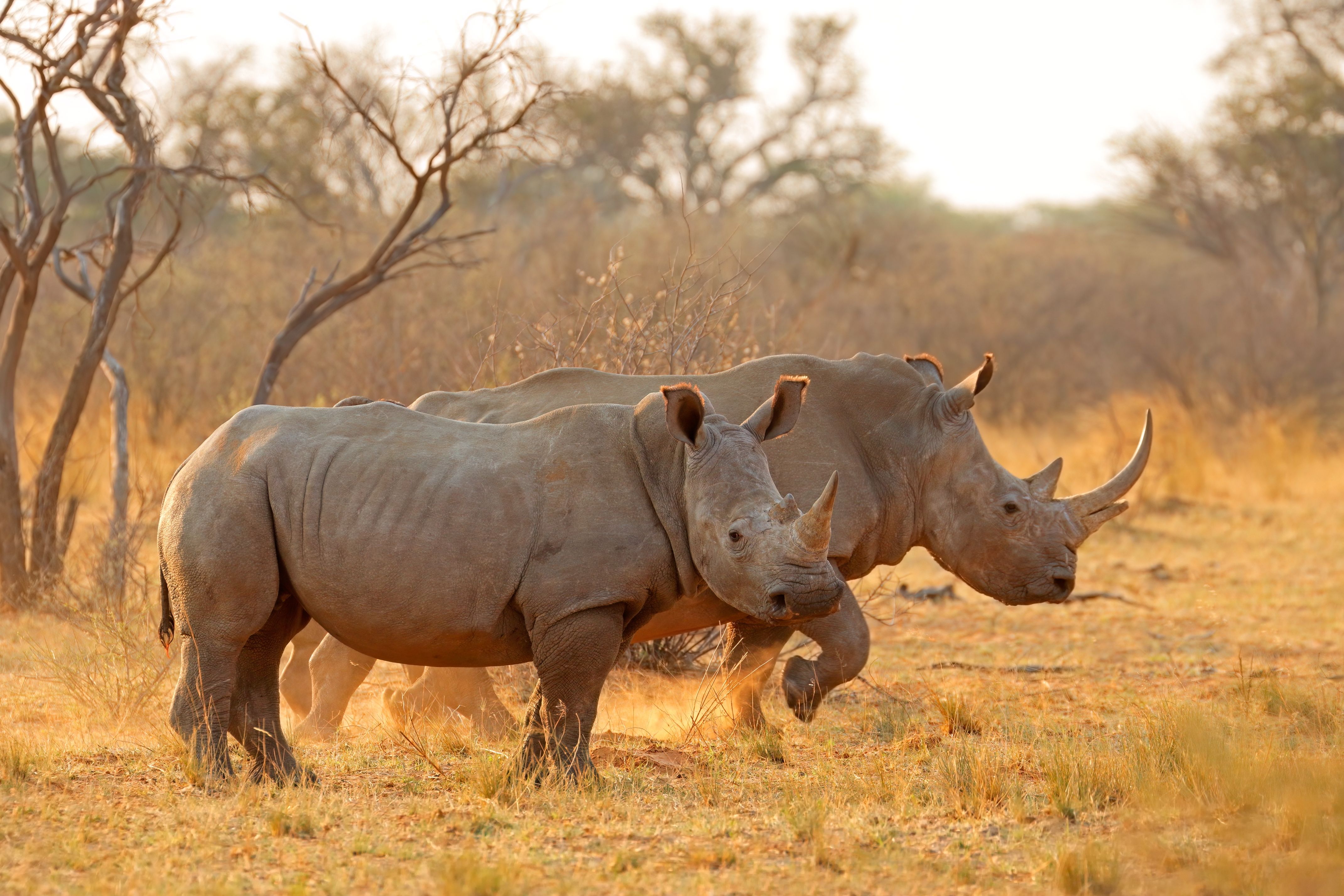 Hvide næsehorn i Greater Kruger