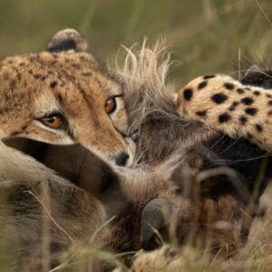 Gepard med en ung gnu i munden