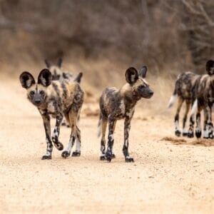 Vildhunde i Timbavati