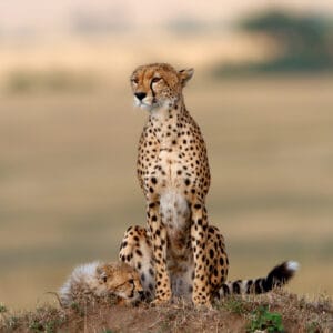 Gepard mor og baby sædende på et myretue