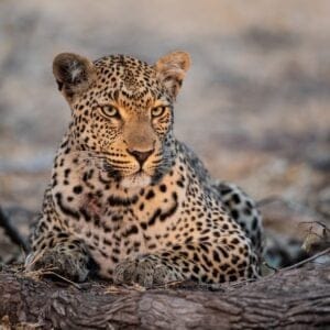 Leopard i skyggen i Kruger Nationalparken