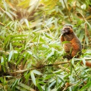 Golden Bamboo Lemur der spiser bambus på Madagaskar